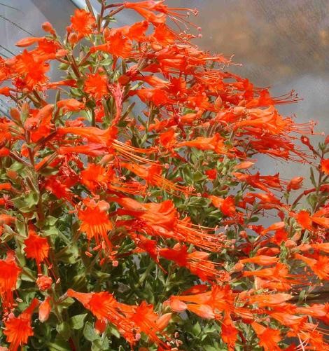 California Fuchsias (Zauschneria or Epilobium canum)