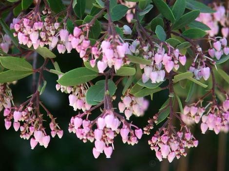 Manzanita (Arctostaphylos species)