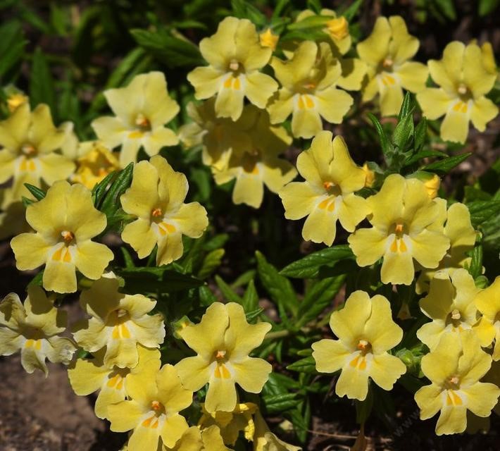 California Monkey flowers (Diplacus aurantiacus)