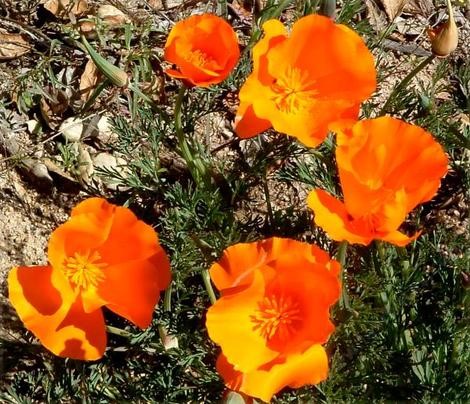 California Poppy (Eschscholzia californica)