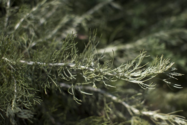 Canyon Grey California Sagebrush (Artemisia californica)