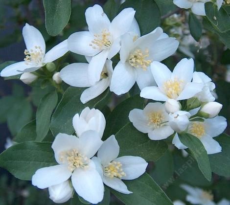 Wild Mock Orange (Philadelphus lewisii)