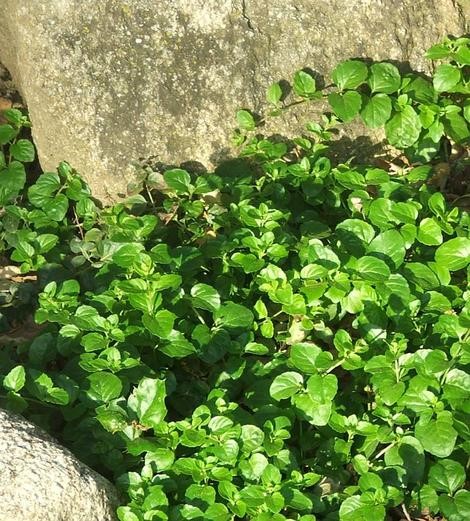 Yerba Buena (Satureja douglasii) 