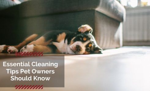 Essential pet cleaning tips