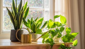 7 Houseplants That Bring Good Energy to Your Home