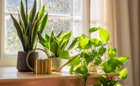 7 Houseplants That Bring Good Energy to Your Home